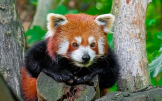 Картинка красная панда, лапы, бревна