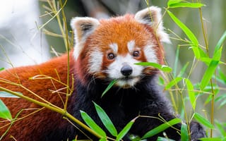 Картинка красная панда, листья, дикая природа