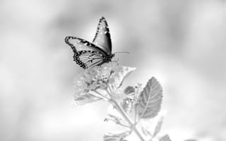 Картинка бабочка, цветок, черно-белый