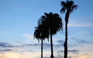 Картинка пальмы, силуэты, деревья
