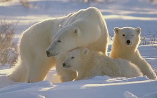 Картинка медведи, полярные медведи, семья