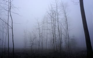 Картинка деревья, стволы, туман