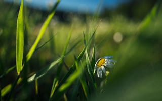 Картинка ромашка, цветок, трава