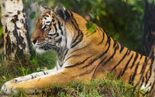 Картинка тигр, большая кошка, дикая природа