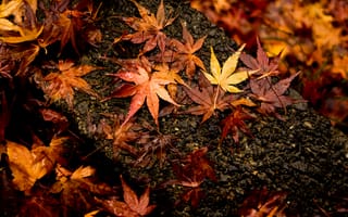 Картинка листья, клен, осень