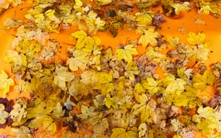 Картинка листья, осень, клен