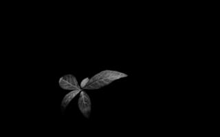 Картинка листья, растение, темнота