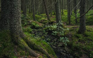 Картинка лес, мох, камни