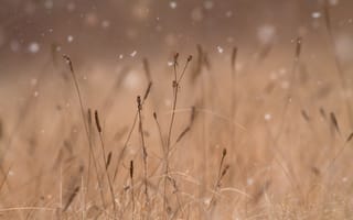 Картинка трава, снег, размытие
