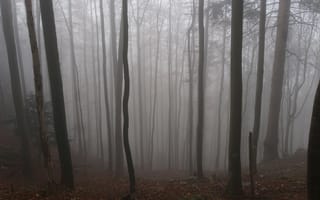 Картинка лес, осень, мрак