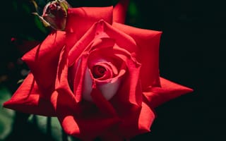 Картинка роза, цветок, красный
