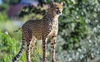 Картинка гепард, большая кошка, глаза
