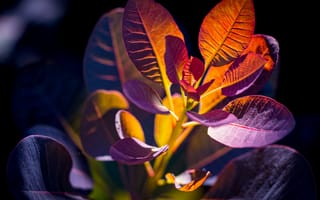 Картинка скумпия, листья, тени