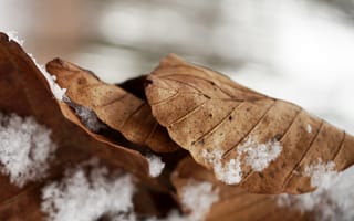 Картинка листья, сухой, снег