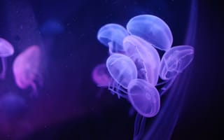Картинка медузы, вода, прозрачный