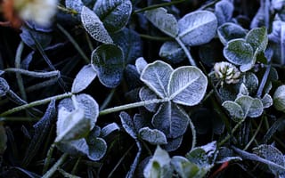 Картинка листья, растения, мороз