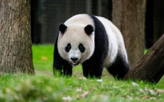 Картинка панда, животное, дикая природа