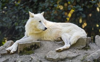 Картинка арктический волк, волк, белый