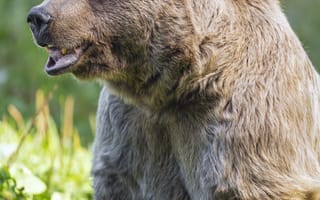 Картинка медведь, дикая природа, животное