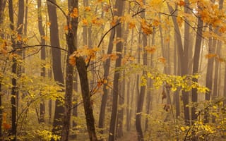Картинка деревья, лес, осень