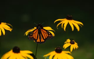 Картинка монарх, бабочка, цветы