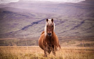 Картинка лошадь, животное, трава