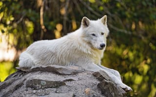 Картинка арктический волк, волк, белый
