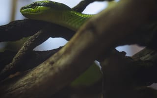 Картинка змея, рептилия, зеленый