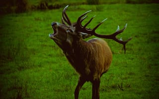 Картинка олень, дикая природа, животное