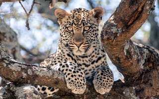 Картинка африканский леопард, леопард, большая кошка