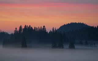 Картинка деревья, силуэты, туман