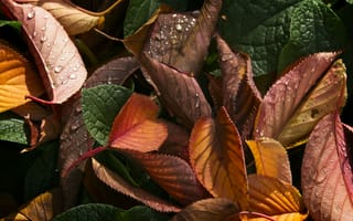 Картинка листья, сухой, капли