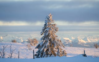 Картинка дерево, елка, снег
