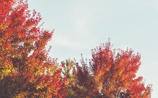 Картинка деревья, ветки, осень