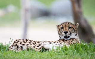 Картинка гепард, больша кошка, хищник