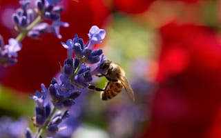 Картинка пчела, лаванда, цветы