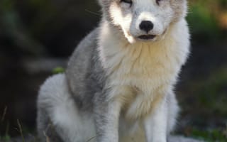 Картинка песец, хищник, дикая природа