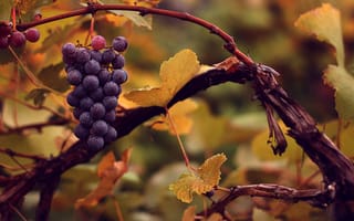 Картинка виноград, гроздь, мокрый