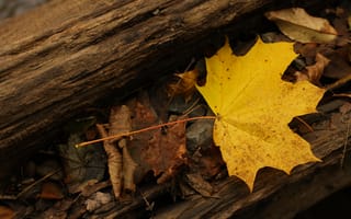 Картинка листок, осень, желтый