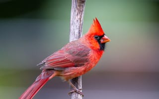 Картинка красный кардинал, птица, ветка