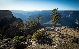 Картинка дерево, горы, каньон