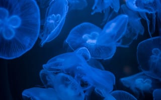 Картинка медузы, синий, свечение