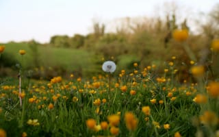 Картинка одуванчик, цветы, поле