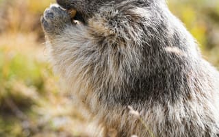 Картинка сурок, животное, дикая природа