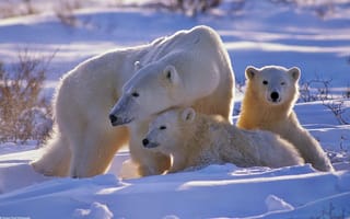 Обои полярный медведь, медведь, семья