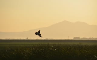 Картинка птица, крылья, полет