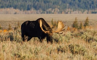 Картинка лось, животное, поле