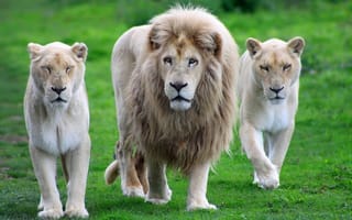 Картинка лев, семья, прогулка