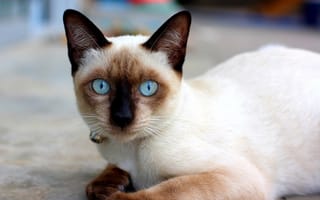 Картинка кот, голубоглазый, сиамский