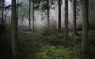 Картинка лес, деревья, мох